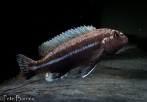 Melanochromis dialeptos 'Gome Rock'